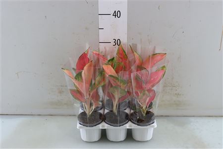 Aglaonema Valkyrie