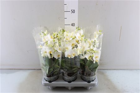 Phal Boquetto Beauty 3-5 Tak