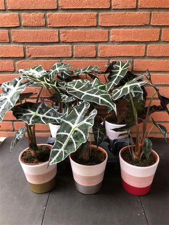 Alocasia Keram. Mix