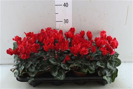 Cyclamen Super Serie Compact Red