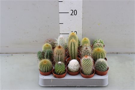 Cactus Gemengd