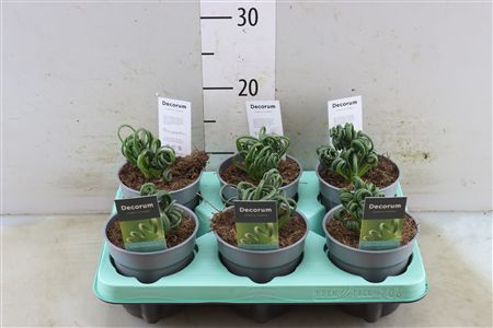 Albuca Spiralis Frizzle Sizzle