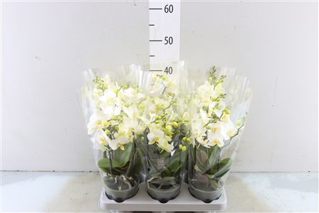 Phal Boquetto Beauty 3-5 Tak