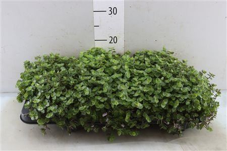 Callisia Repens