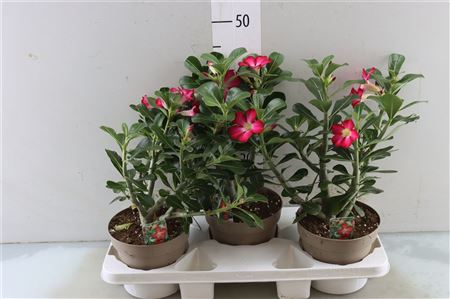 Adenium Anouk