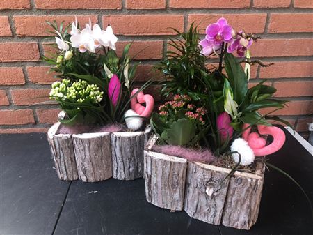 Arr (4) Phal Hout Vierk. Xl