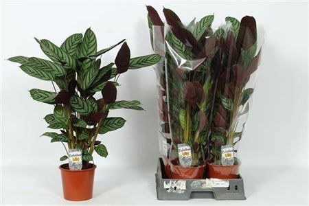 Ctenanthe Compactstar