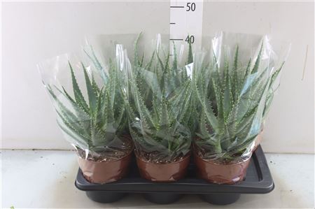 Aloe Arborescens