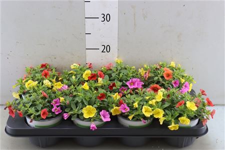 Calibrachoa Trixi Candyhouse