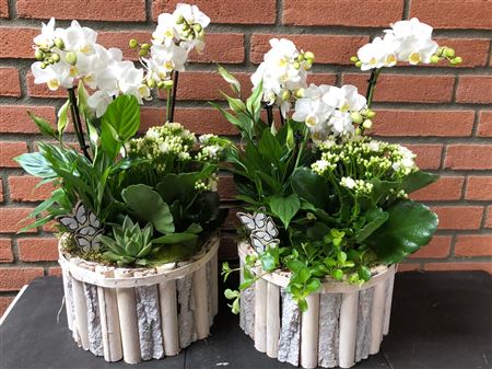 Arr (3) Phal 3 Tak In Hout Xxl