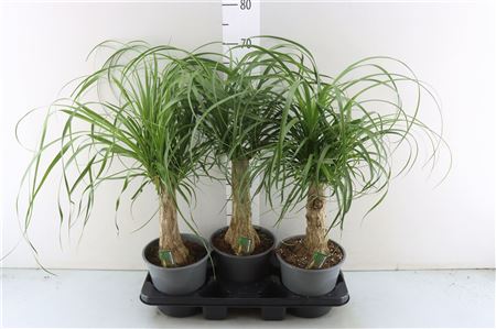 Beaucarnea Recurvata