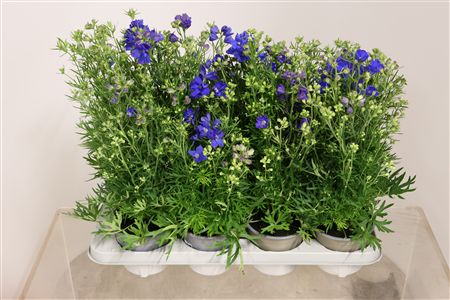 Delphinium Delfix