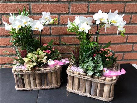 Arr (2) Phal Hout Vierk.