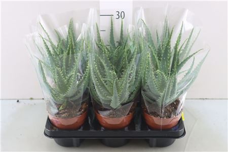Aloe Arborescens