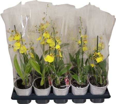 Oncidium 1 Tak A2