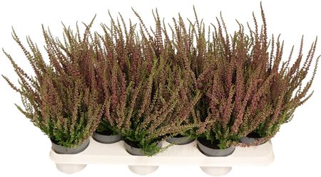 Callu g.g rood x12