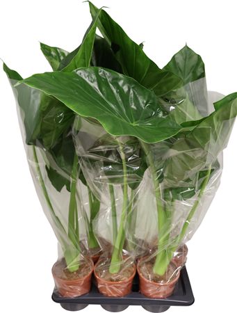 Alocasia Macrorrhizos