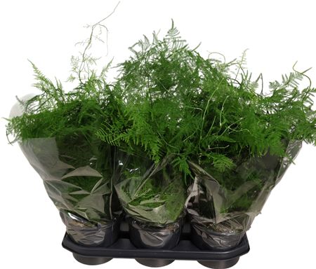 Asparagus Setaceus