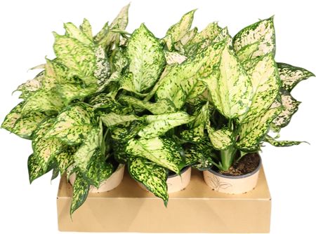 Aglaonema Wit
