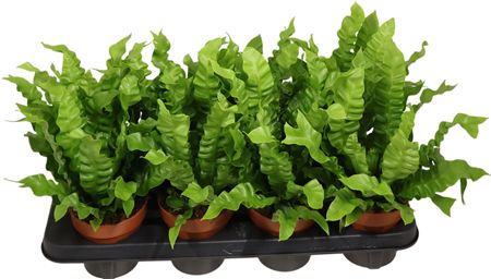 Asplenium Crispy Wave