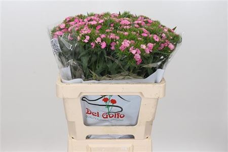 Di Barb Am Rose