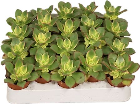Aeonium Kiwi