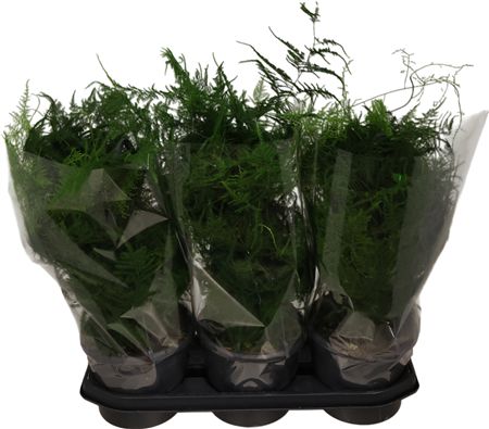 Asparagus Setaceus