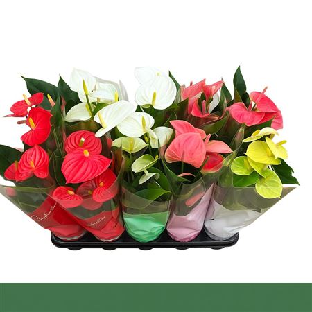 Anthu A Mixed 4 Colors