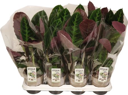 Calathea Warscewiczii