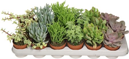 Succ Gemengd