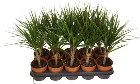 Dra Marginata