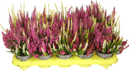 Calluna Beauty Ladies Trio Mix In Sorten