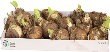 Bulb Amaryllis