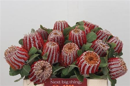 Banksia Coccinea