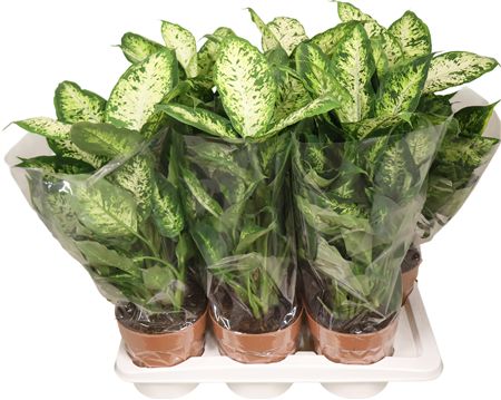 Dieffenbachia Compacta
