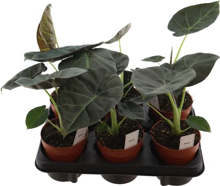 Alocasia Regal Shields