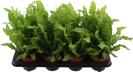 Asplenium Crispy Wave
