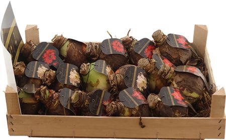 Bloembol Hipp Amaranth Specials 4kl Hout Kist