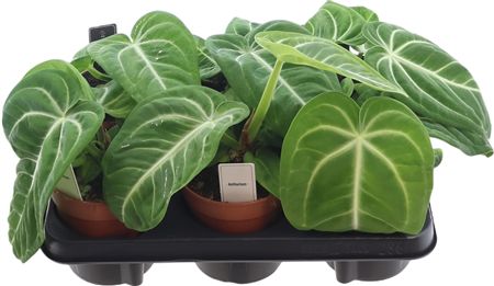 Anthurium Villenaorum