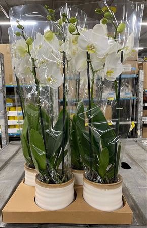 Arr (3) Phal Wit 2 Tak Keramiek