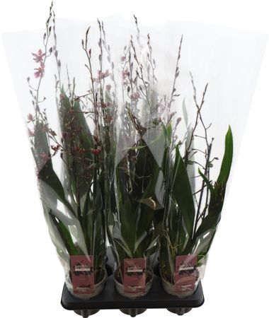 Barrocco Red, 3/4 Tak