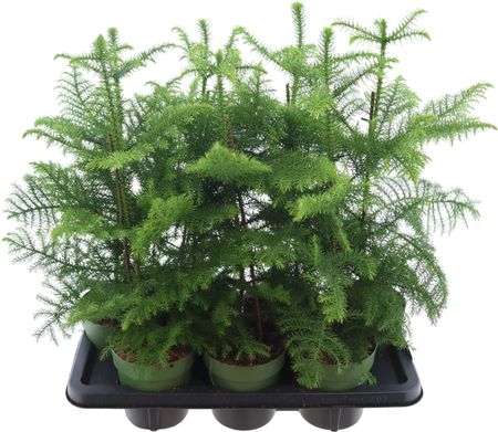 Araucaria Heterophylla