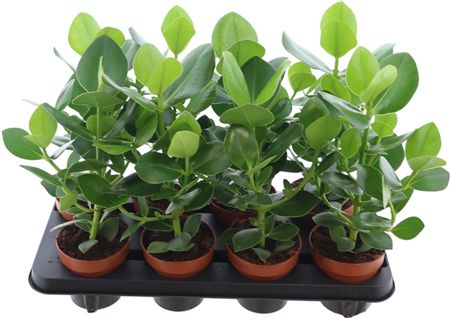 Clusia Rosea Princess