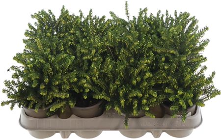 Erica Da Weisse Lena