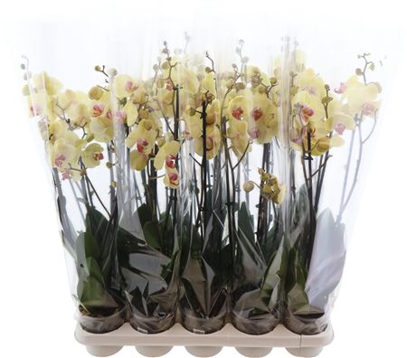 Phal Desert Breeze 4 Tak