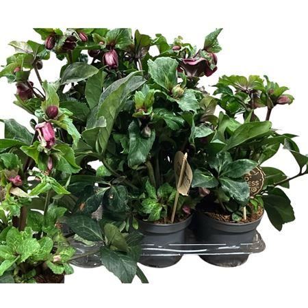 Hell Red Princess 30+