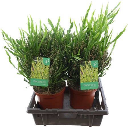 Bacharris Kuip Plant Xl