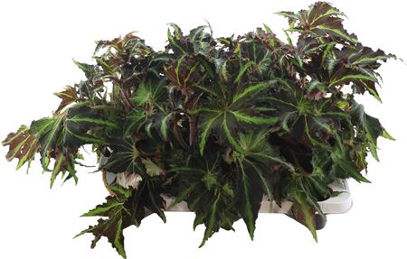 Beg Macculata Lion Dance