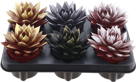 Echev Miranda Bicolor