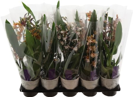 Cambria Gemengd 2 Tak